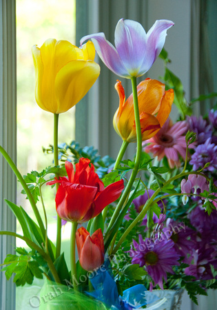 Bouquet of Tulips-1