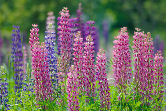 Lupine in Bloom