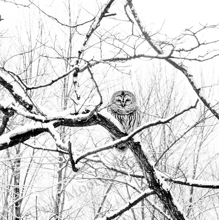 Barred Owl Awaits-2-full size no burn-2