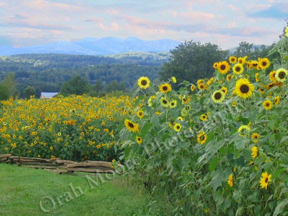 Sunflower Vista