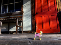 The Pink Dog-0066