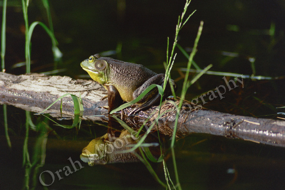 Frog On a Log