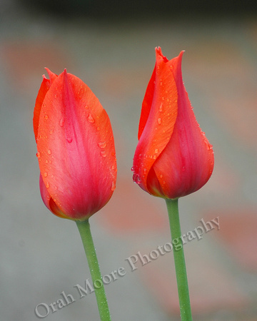 Scarlet Tulips-Edit