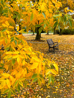 Autumn Resting Place